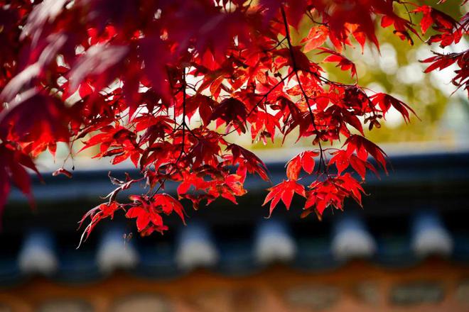 100首绕口令大全提高记忆力锻炼好口才!(图7)